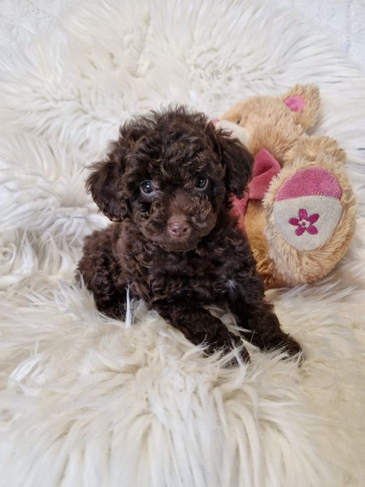 **KSENIA**sunia pudel toy choco do rezerwacji