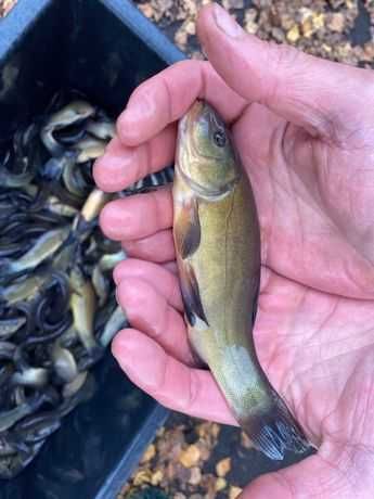 Karp kroczek, zarybieniowy - oraz inne ryby