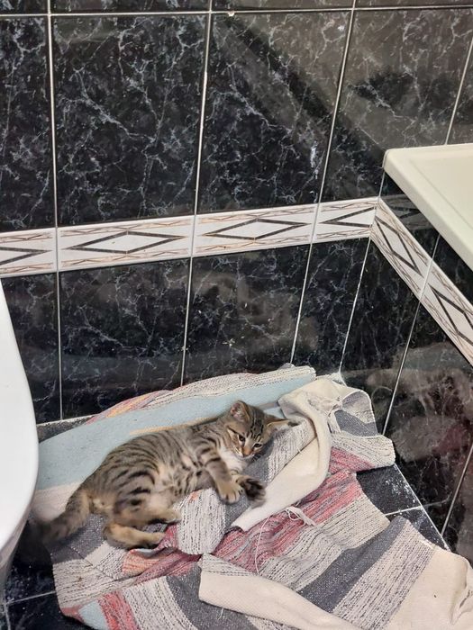 Gatinhos bebês com esterilização gratuita para adoção