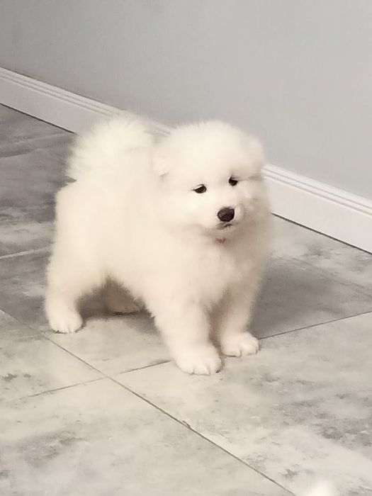 Samoyed  szczeniak -  suczka