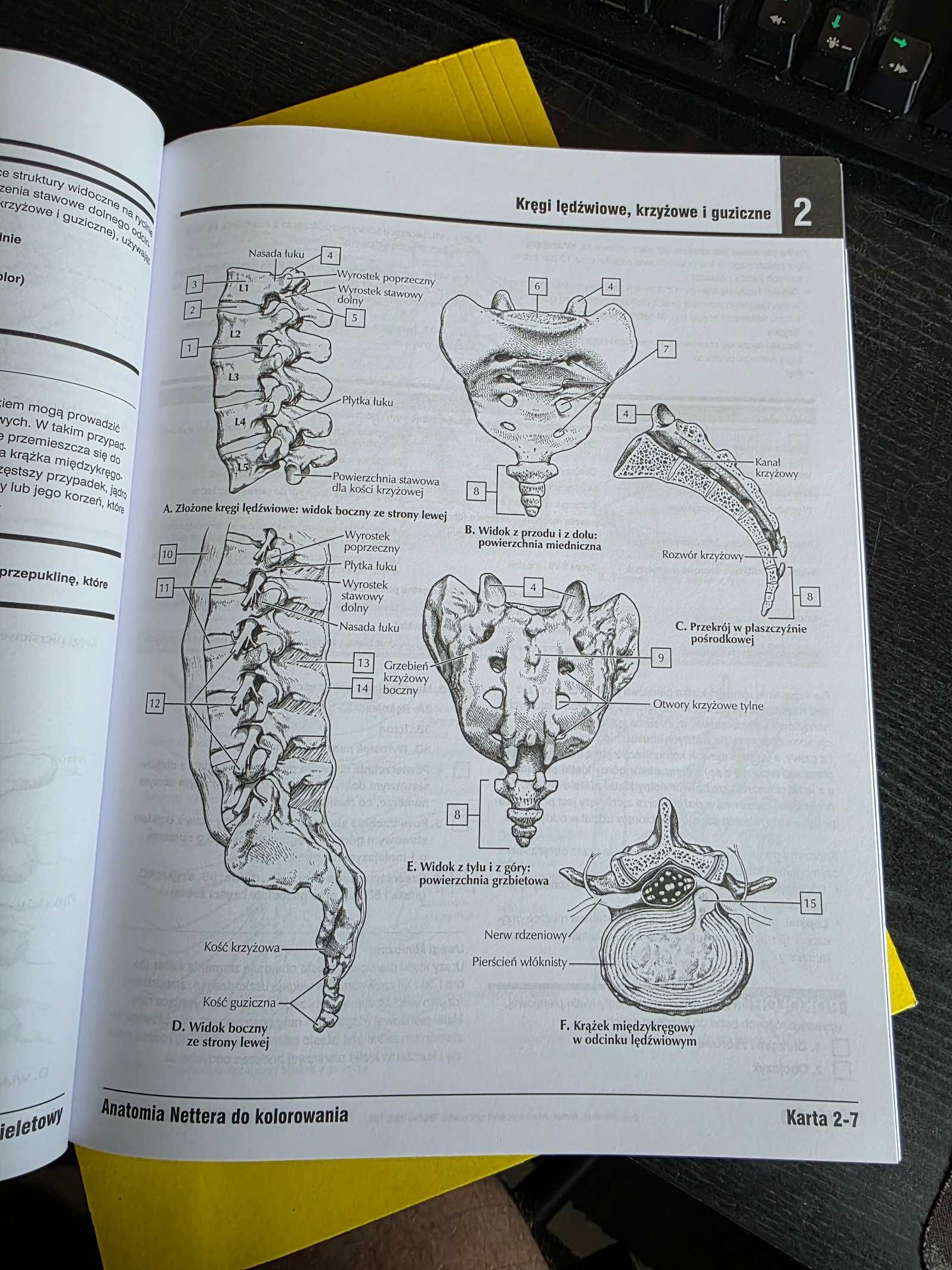 Anatomia Nettera do kolorowania (wyd. II) NOWA