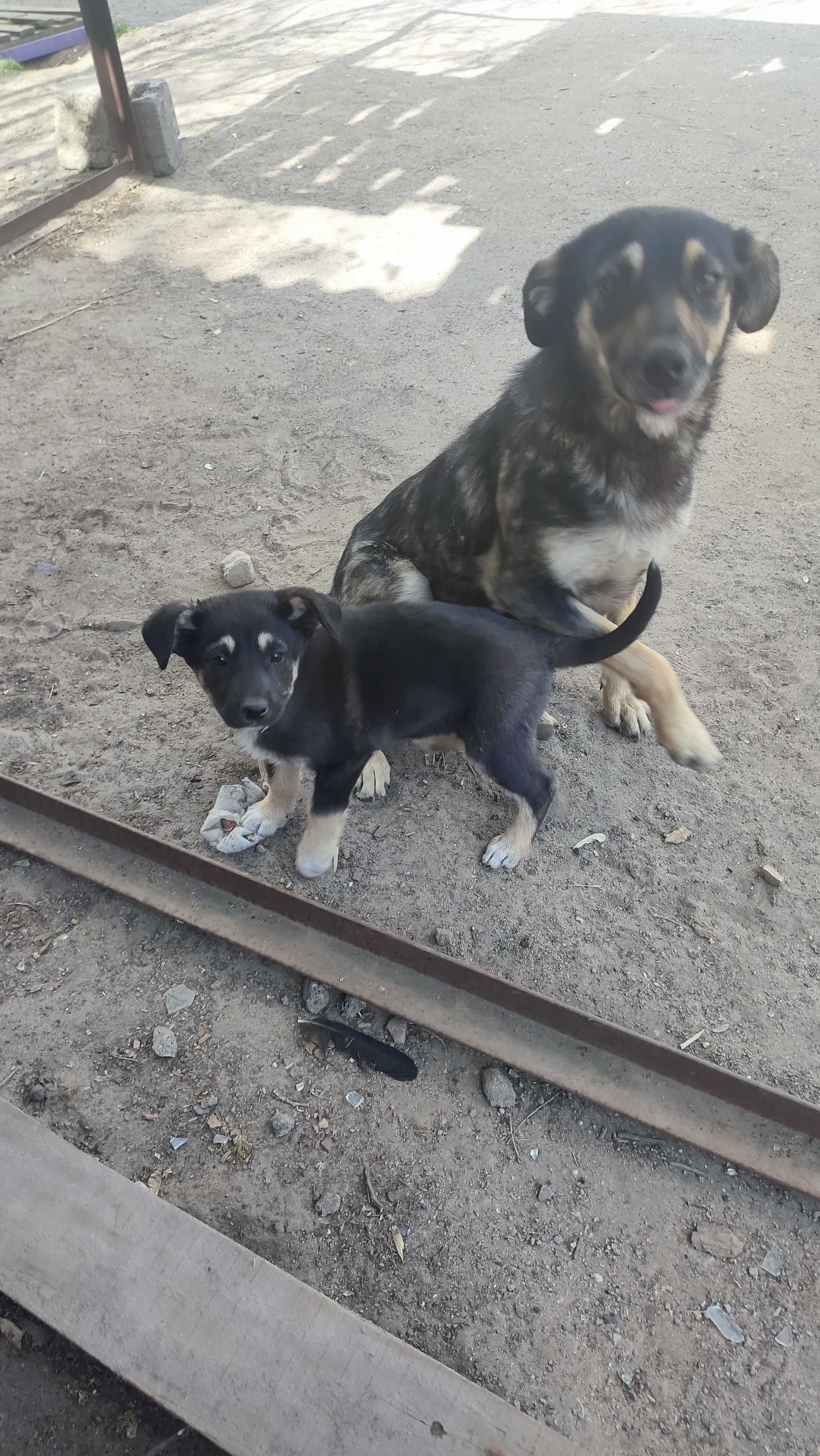 Віддам щенят у добрі руки.