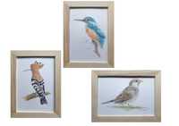 Obrazy ręcznie malowane akwarela ptaki Polski w ramach zestaw 3 szt