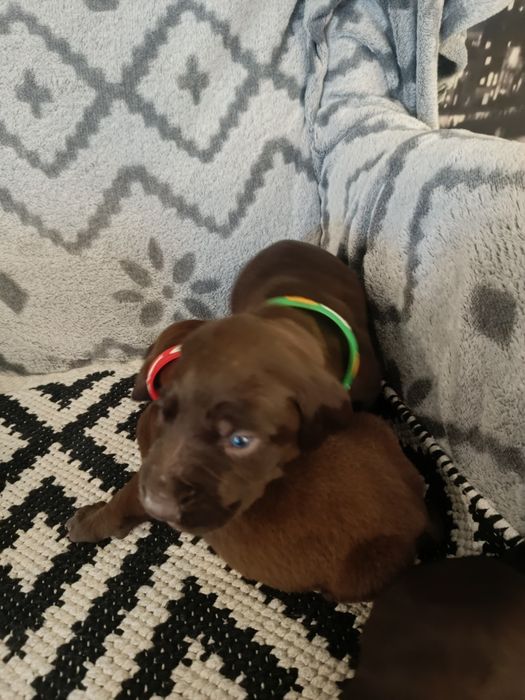 Piesek wyżeł niemiecki krótkowłosy