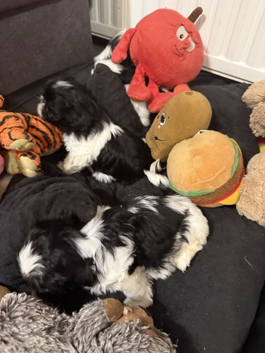 Shih tzu szczeniak