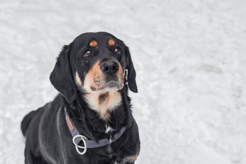 Jawor szuka doświadczonego domu! OTOZ Animals Schronisko Ciapkowo.