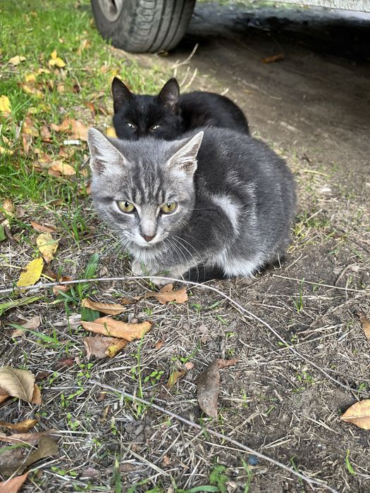 Котенок мальчик