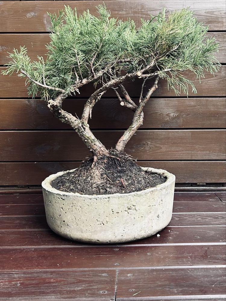 Bonsai z jałowca w ręcznie wykonanej betonowej donicy