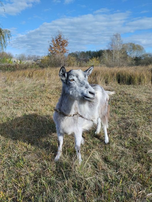 Продам козу на тримання