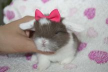 Króliki Mini lop karzełek teddy miniaturki dokumentacja ,książeczka