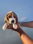 Beagle Tricolor Femea  2 meses