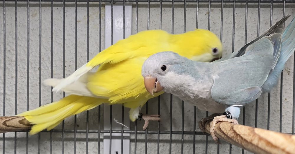 Conures amarelos e azuis