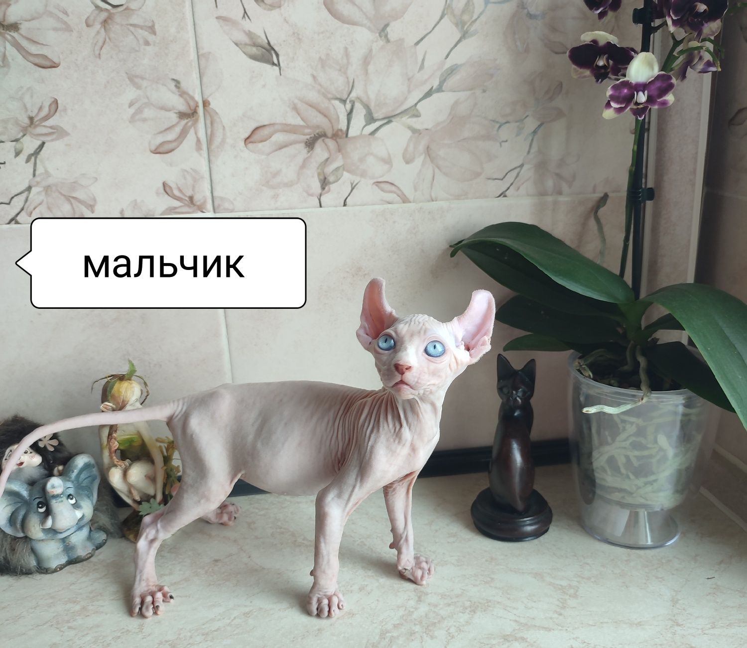 Котята сфинкс эльф