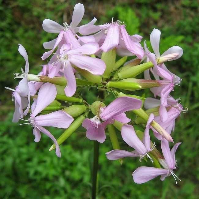 Мыльнянка (Saponaria officinalis) травянистый многолетник саженцы