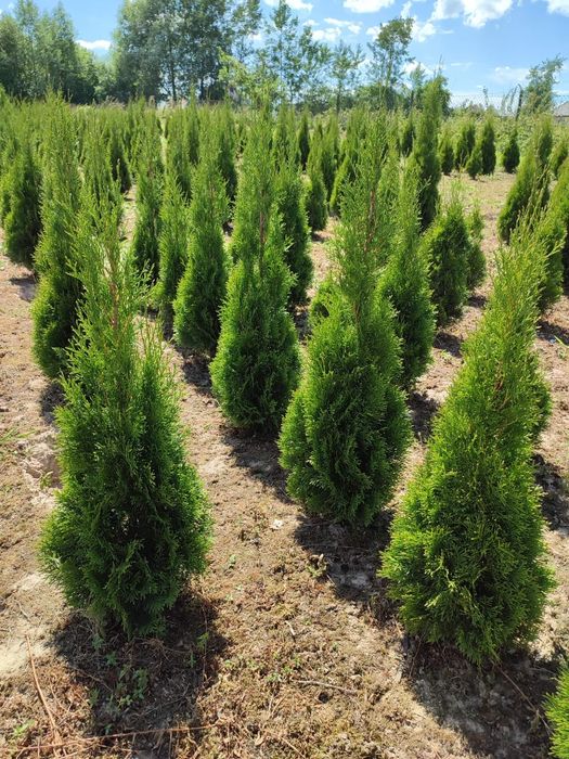 Tuja thuja tuje thuje Szmaragd 120-180cm Piękne ! Tanio !