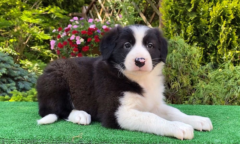 Piesek Border Collie FCI, ZKwP