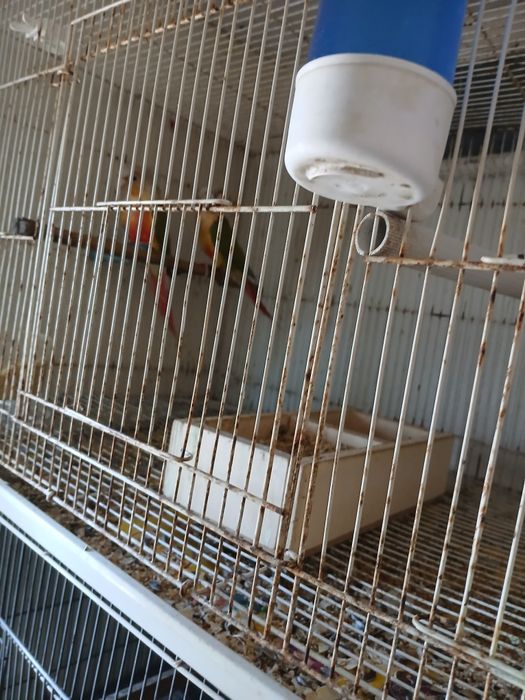 Vende-se 2 casais de pyrruas e várias gaiolas