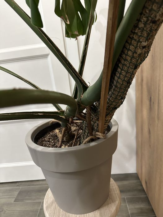 Монстера дорослий вазон