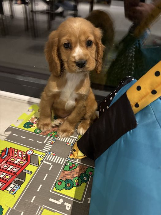 Cocker Spaniel Angielski samiec