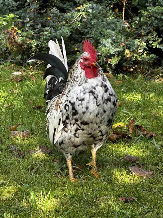 Kogut Karzelek Liliput Pstry kolorowy 2024