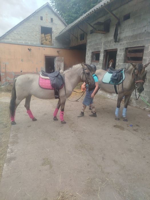 Klacz konik polski z licencją do hipo