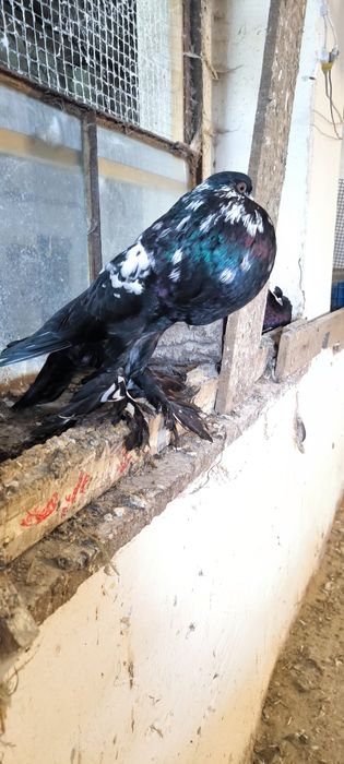 Garłacz pomorski samiec