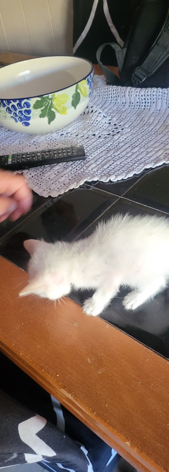 Gatinho  para doação