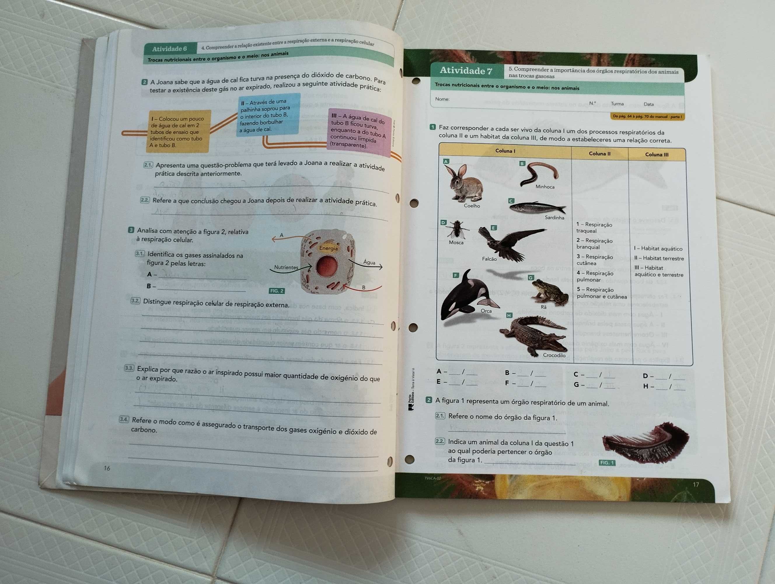 Terra á vista 6ºano caderno