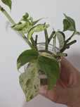 Epipremnum pinnatum Marble variegata, 5 sadzonek ukorzenionych