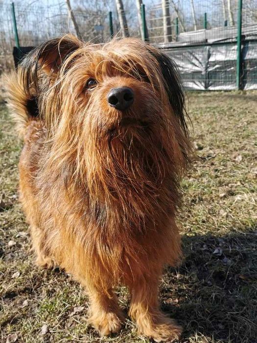 Alfik czeka na dom...