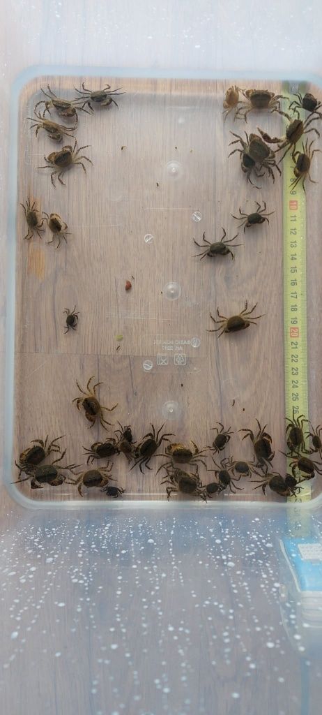 Krab Mekhong młode