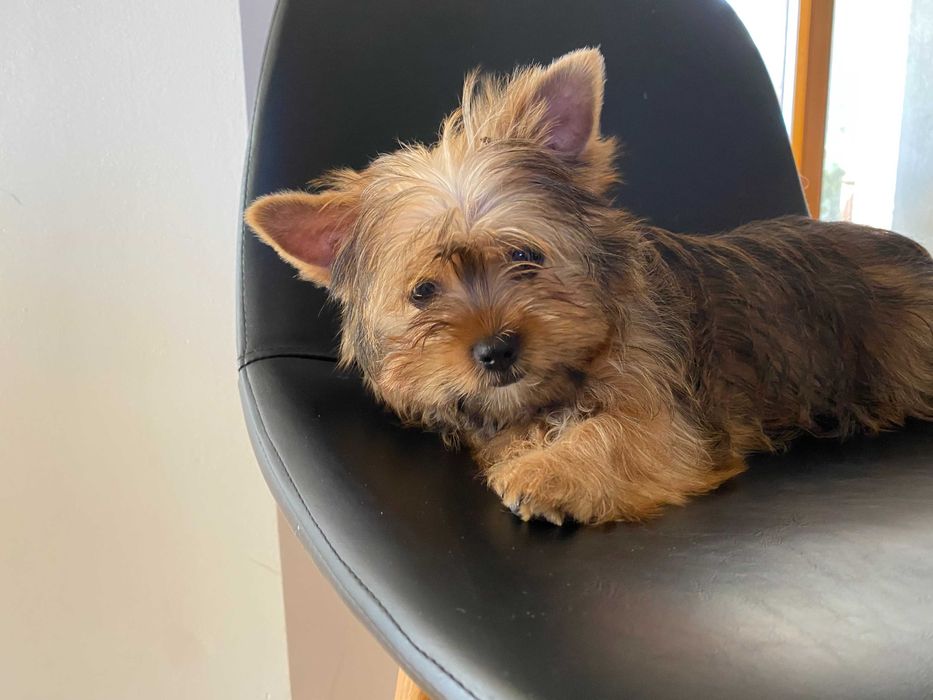 Yorkshire Terrier Ocean Pearl sunia Pola ostatnia
