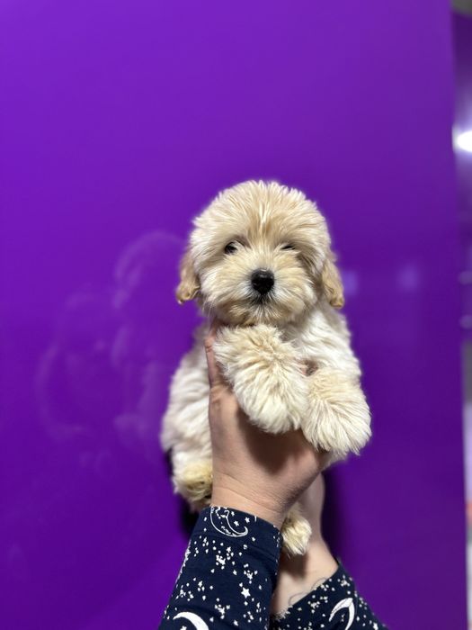 Дівчинка мальтипу