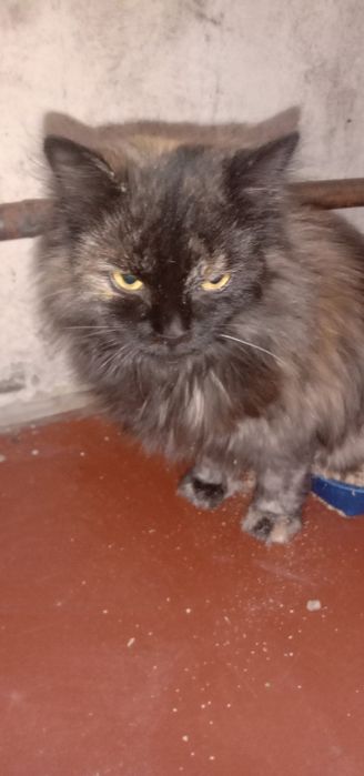 Кошка Молли бесплатно. Котята даром. Кошечка. Котенок