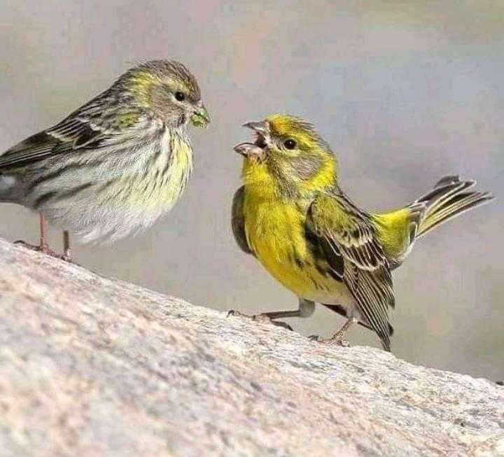 Varias aves de Fauna anilhadas 2024/2025