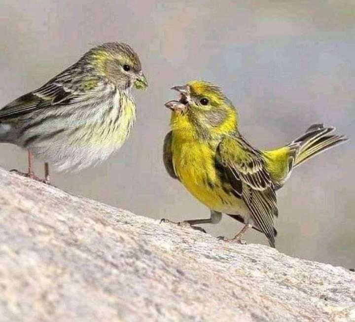 Varias aves de Fauna anilhadas