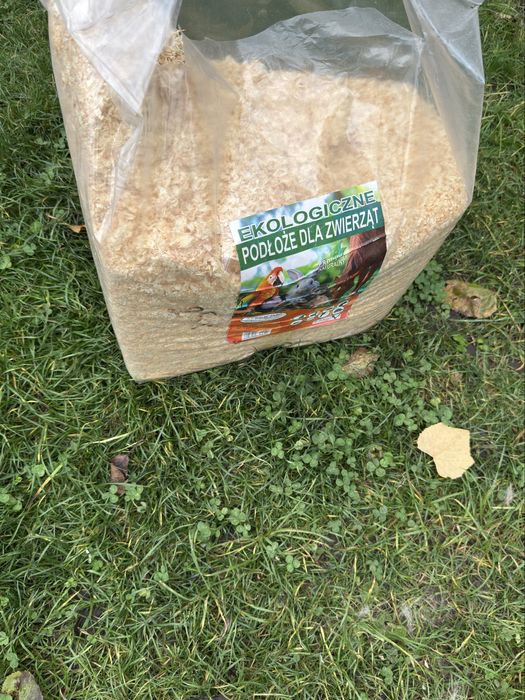 Sprzedam jeża pigmejskiego
