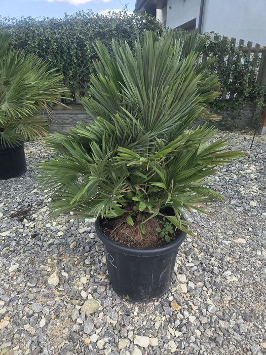 Chamaerops Humilis 'Vulcano' - Karłatka niska 120 cm