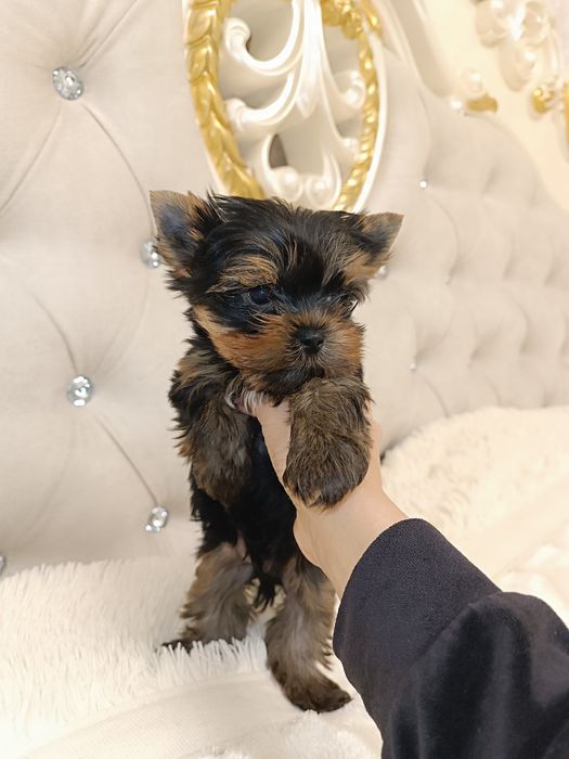 Курносый мини-ребёнок