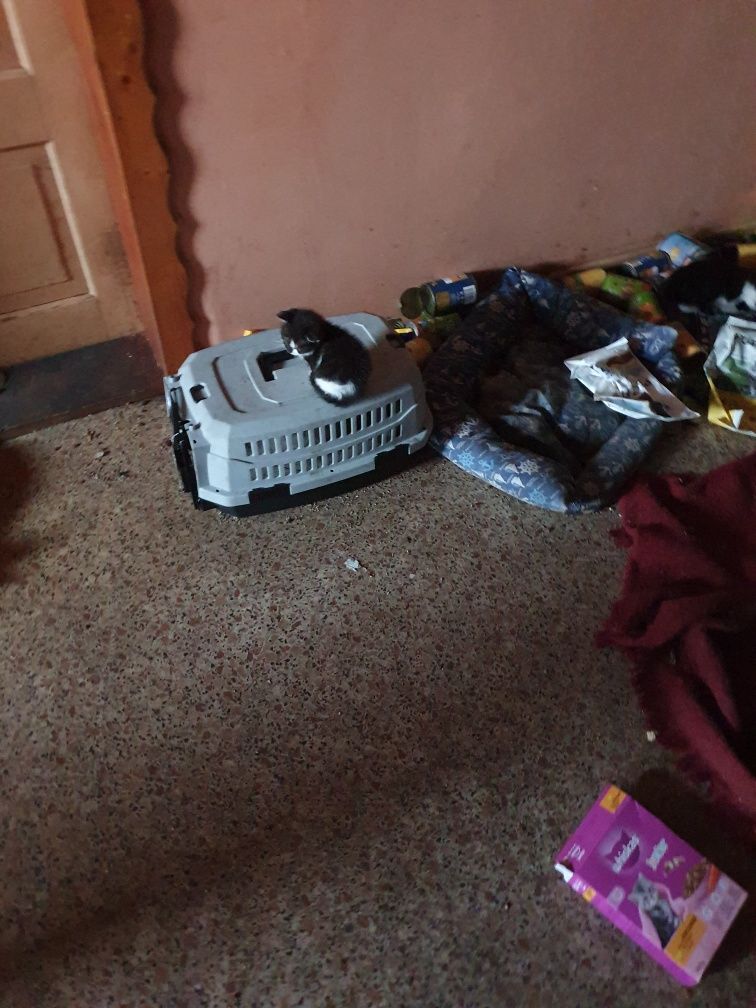 Odam w dobre ręce za darmo