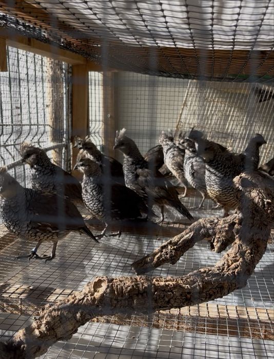 Casais de perdizes escamosas