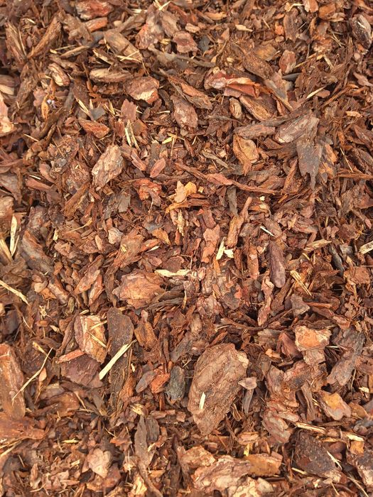 Tuja Szmaragd 110-125cm