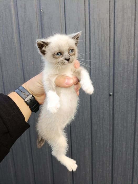 Віддам маленьке кошеня