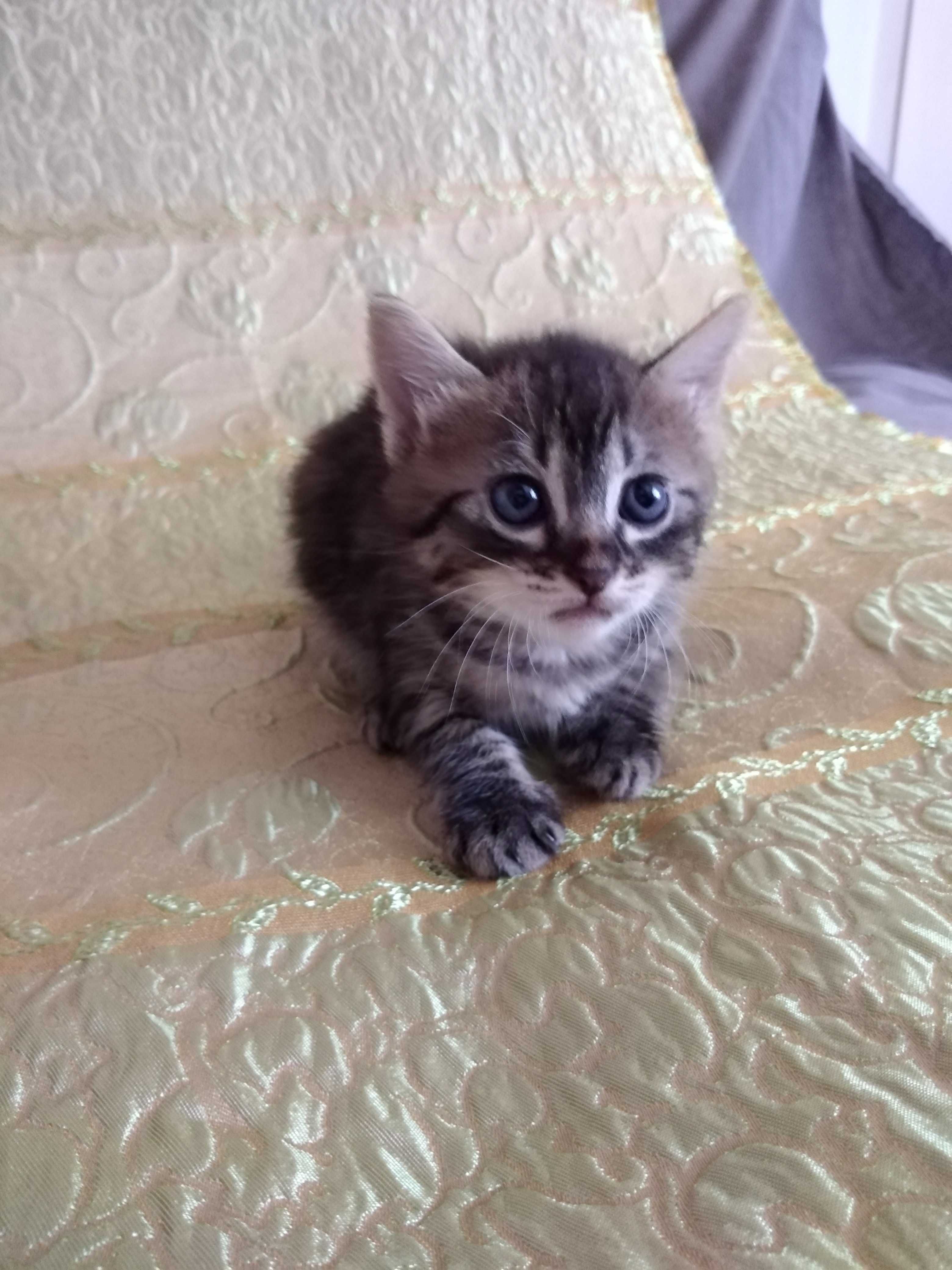 Продам котенка  метис шотландской мраморной кошки
