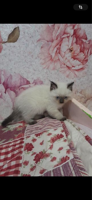 Хлопчик кошеня в добрі руки