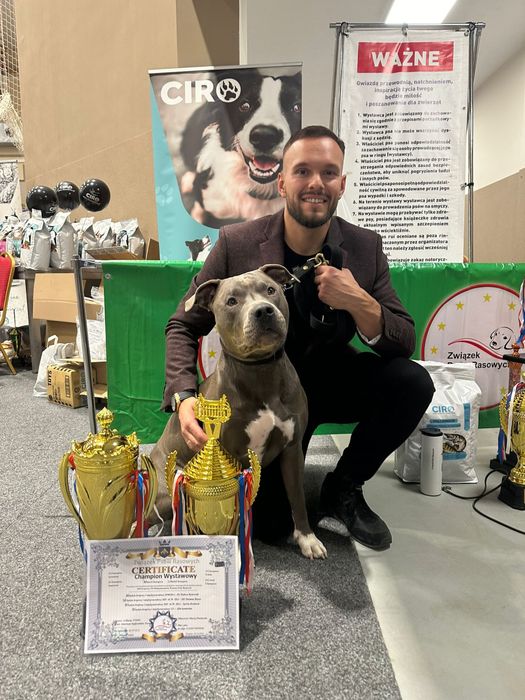 Zapowiedź miotu! American Staffordshire Terrier BLUE Champion Line