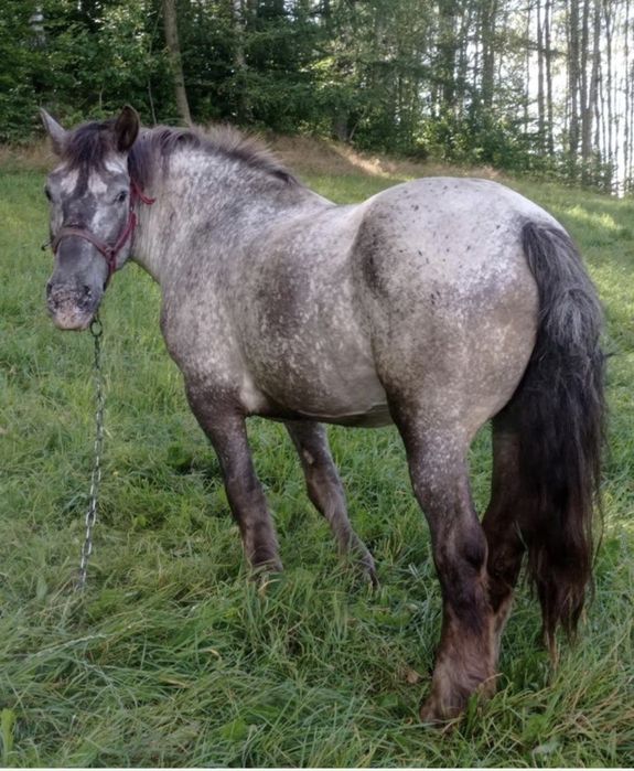 Sprzedam klacz zimnokrwistą