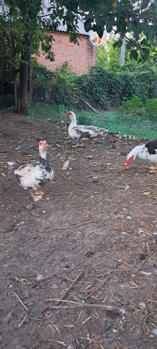 Продам індокачка, качур, каченята, индоутка, шипуны, селезень, утята