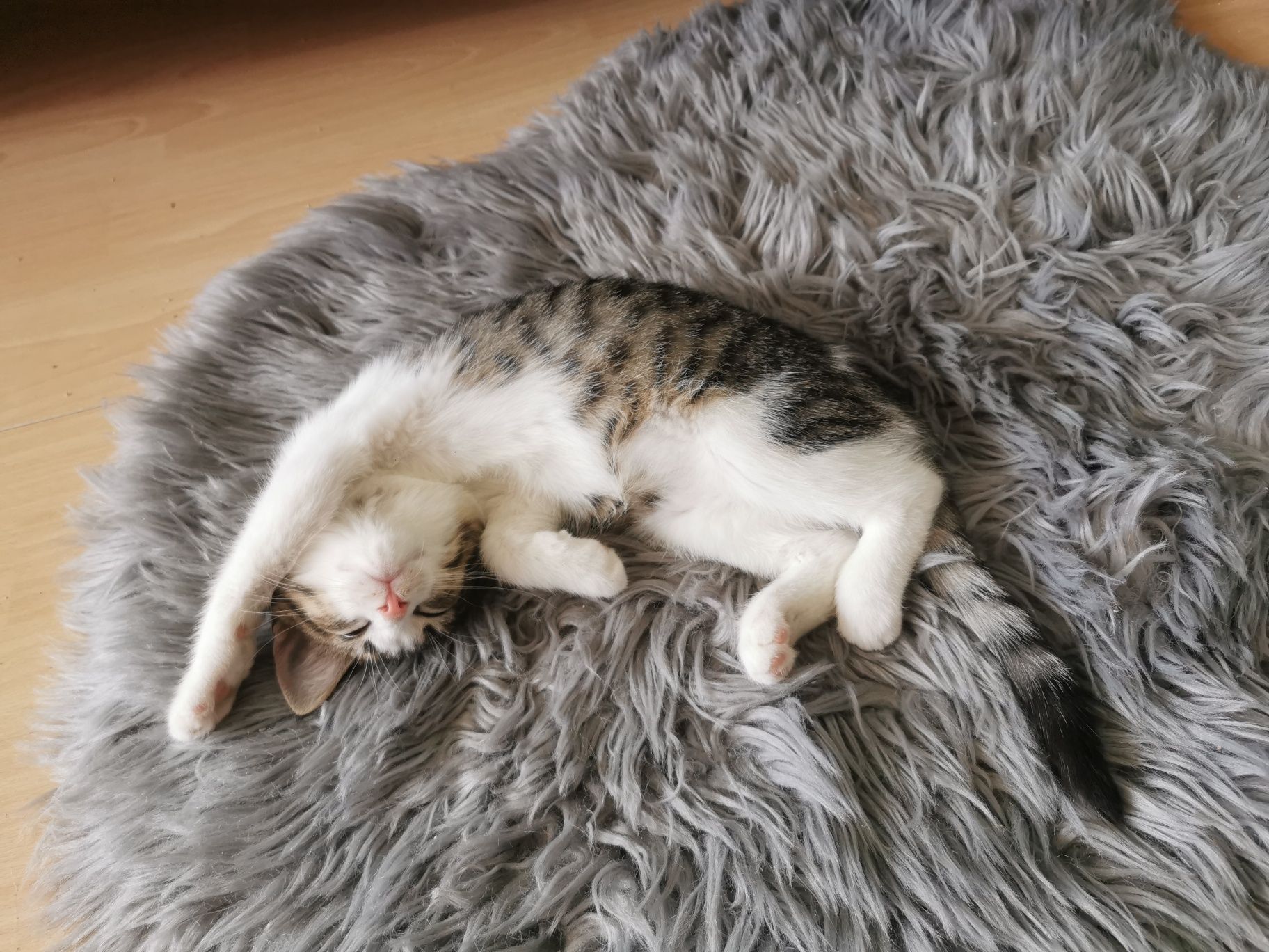 Kotki do adopcji