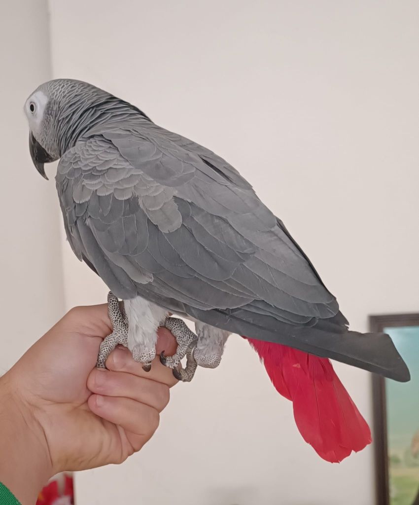 Papagaio cinzento